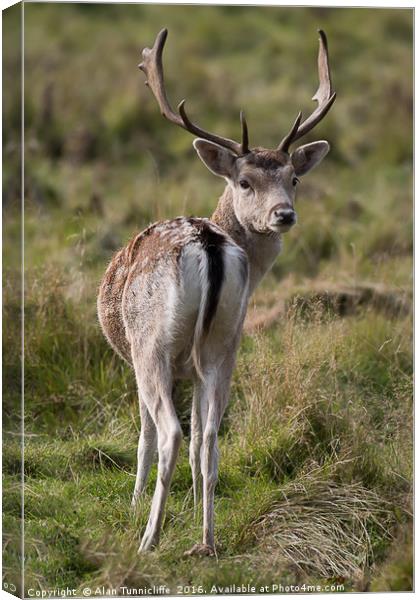 Fallow deer stag Canvas Print by Alan Tunnicliffe