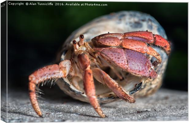 Hermit crab Canvas Print by Alan Tunnicliffe