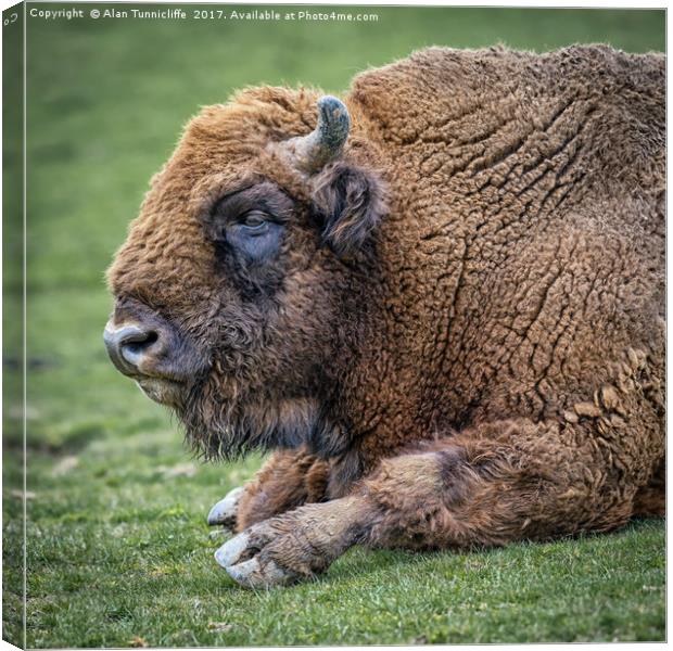 European bison Canvas Print by Alan Tunnicliffe