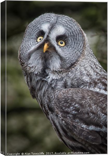 Great grey owl Canvas Print by Alan Tunnicliffe