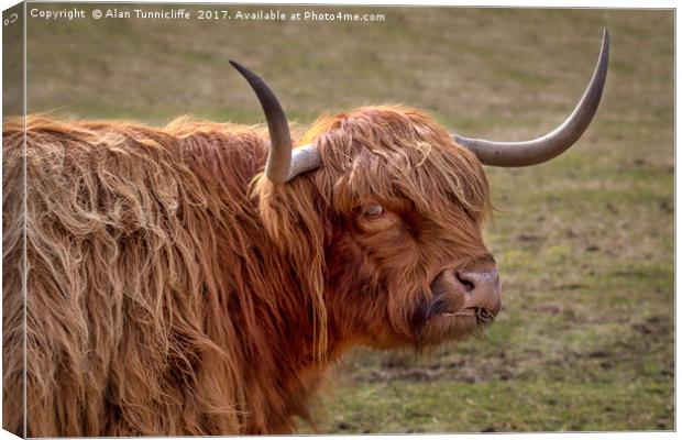 Highland cattle Canvas Print by Alan Tunnicliffe