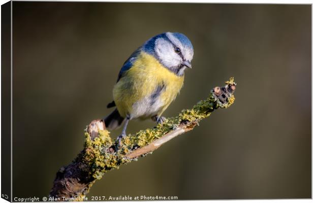 Blue tit Canvas Print by Alan Tunnicliffe