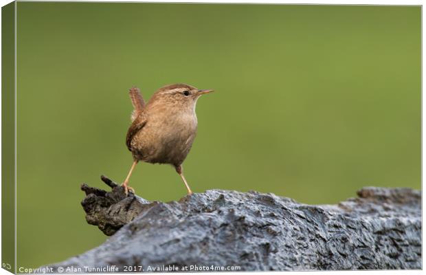 Portrait of a Wren Canvas Print by Alan Tunnicliffe