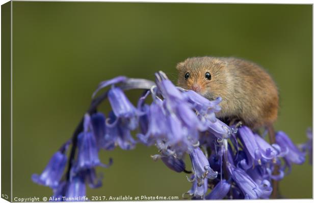 Harvest mouse on bluebells Canvas Print by Alan Tunnicliffe