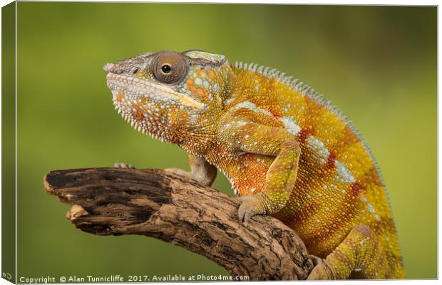 Panther chameleon Canvas Print by Alan Tunnicliffe