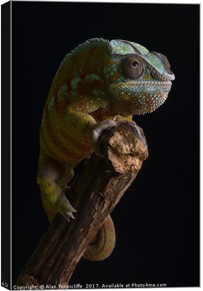 Panther chameleon Canvas Print by Alan Tunnicliffe