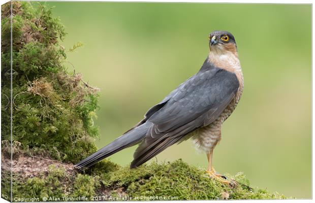 Sparrowhawk Canvas Print by Alan Tunnicliffe