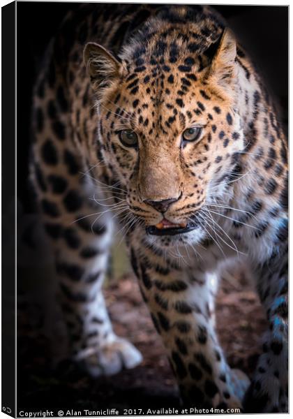 Leopard on the prowl Canvas Print by Alan Tunnicliffe