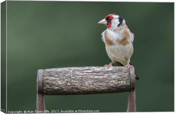 Goldfinch Canvas Print by Alan Tunnicliffe