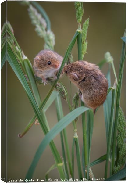 Harvest mice playing Canvas Print by Alan Tunnicliffe