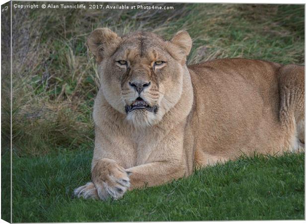 Lioness Canvas Print by Alan Tunnicliffe