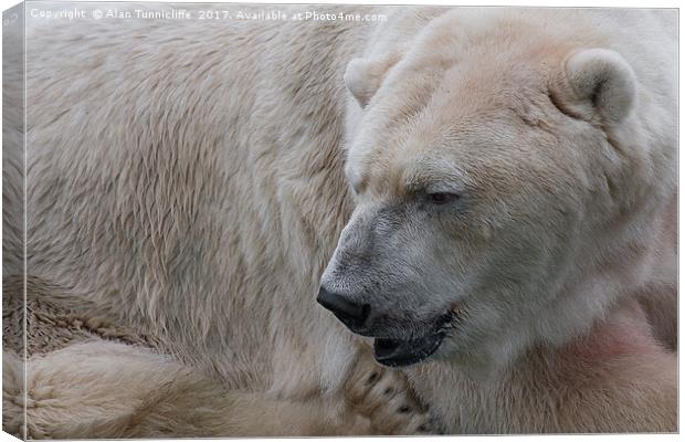 Majestic Polar Bear Canvas Print by Alan Tunnicliffe