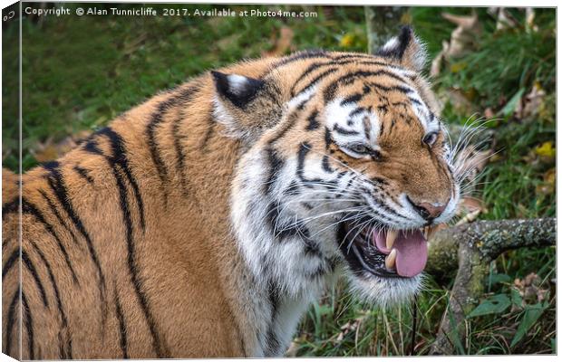 Smiling tiger Canvas Print by Alan Tunnicliffe