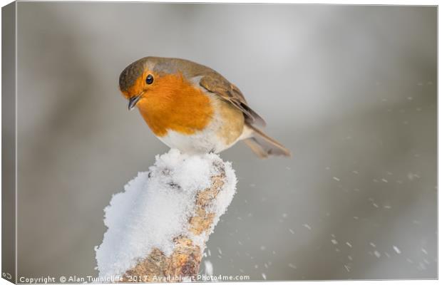 Robin in the snow Canvas Print by Alan Tunnicliffe