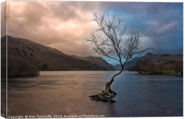 The lone tree Canvas Print by Alan Tunnicliffe