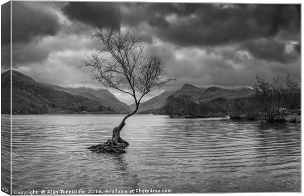 The lone tree in mono Canvas Print by Alan Tunnicliffe