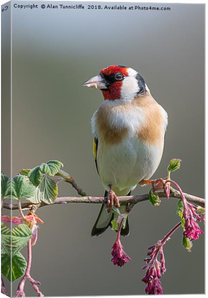 Portrait of a goldfinch Canvas Print by Alan Tunnicliffe