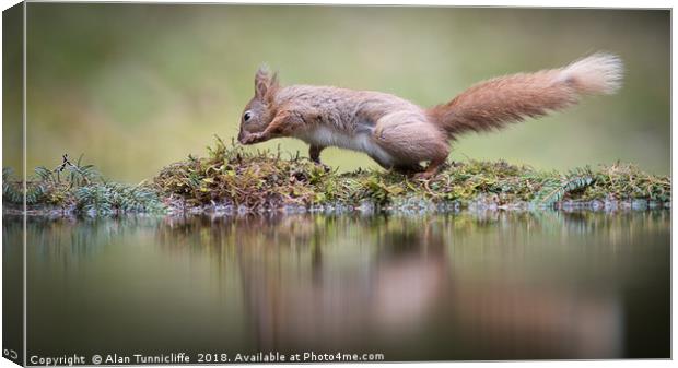 Red squirrel dancing Canvas Print by Alan Tunnicliffe