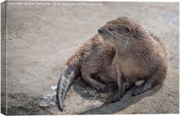 Asian short-clawed otter Canvas Print by Alan Tunnicliffe