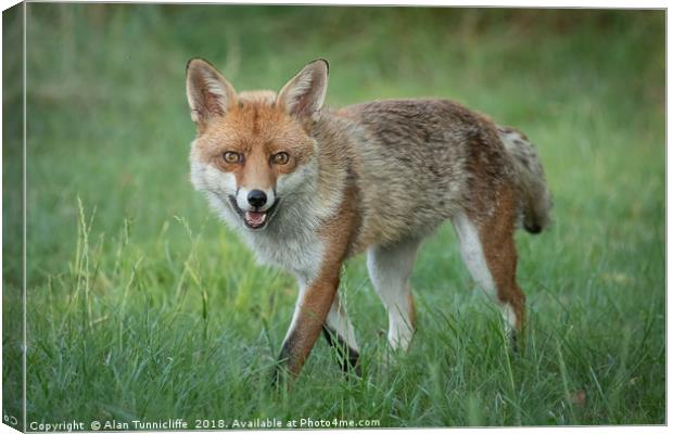 Red Fox Canvas Print by Alan Tunnicliffe