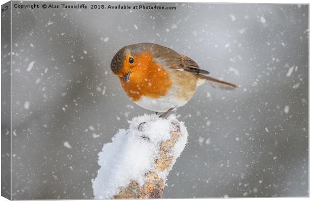 Robin in the snow Canvas Print by Alan Tunnicliffe