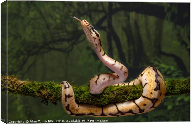 royal python Canvas Print by Alan Tunnicliffe