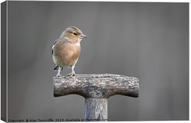 Female chaffinch Canvas Print by Alan Tunnicliffe