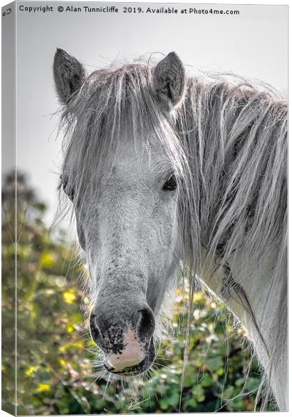 Close up horse head Canvas Print by Alan Tunnicliffe