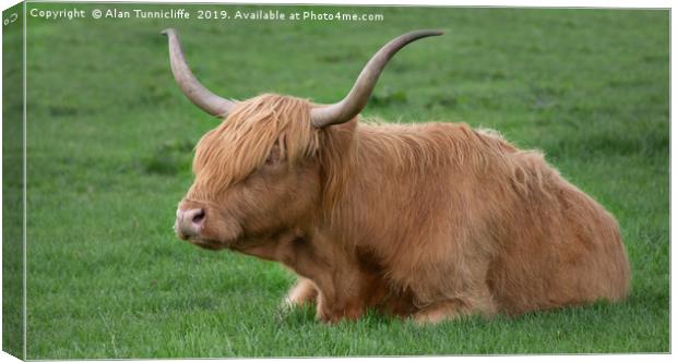 Highland cow Canvas Print by Alan Tunnicliffe