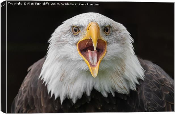Bald Eagle Canvas Print by Alan Tunnicliffe