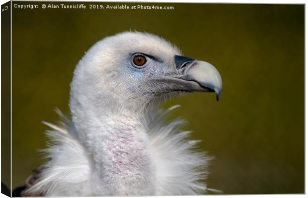 Eurasian Griffon Vulture Canvas Print by Alan Tunnicliffe