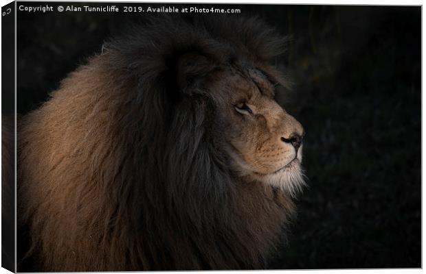 Lion lit by a sunbeam Canvas Print by Alan Tunnicliffe