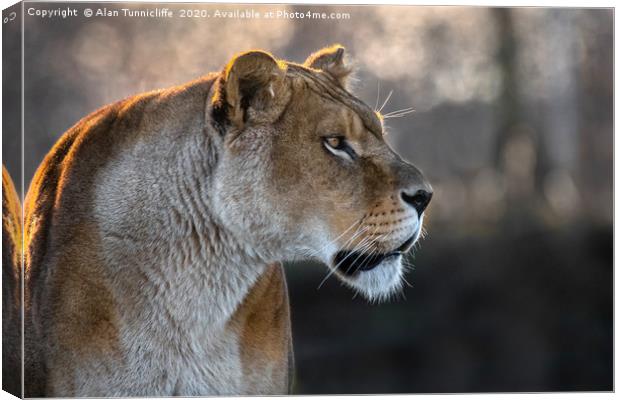 Lioness portrait Canvas Print by Alan Tunnicliffe