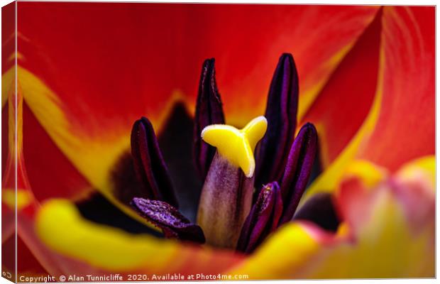 Tulip close up Canvas Print by Alan Tunnicliffe