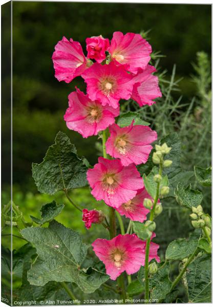 Hollyhock in bloom Canvas Print by Alan Tunnicliffe