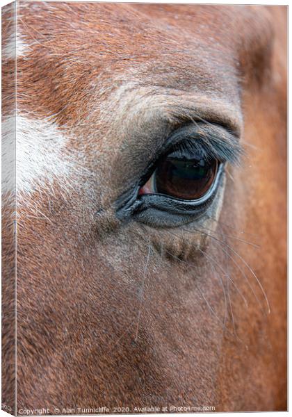 Very close up of the eye of a horse Canvas Print by Alan Tunnicliffe