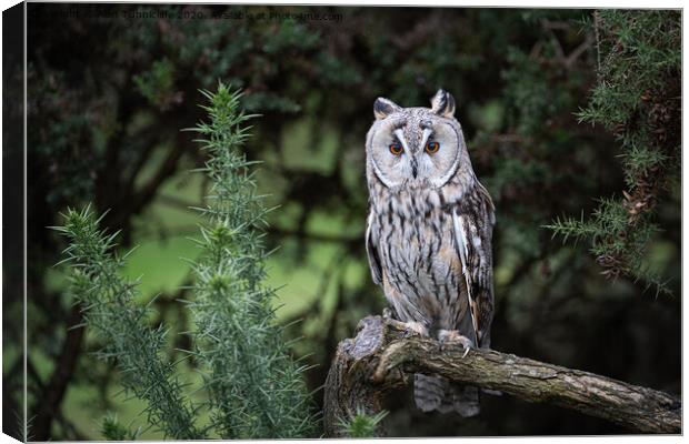 A long eared owl perched on a tree branch Canvas Print by Alan Tunnicliffe