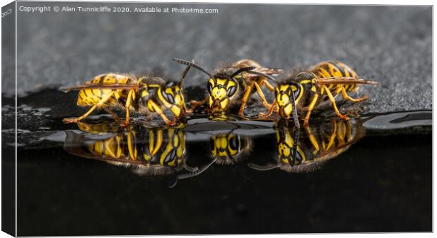 wasps drinking Canvas Print by Alan Tunnicliffe