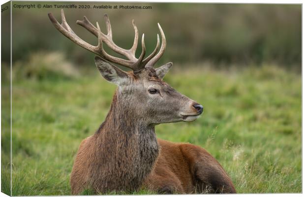 Young stag resting Canvas Print by Alan Tunnicliffe