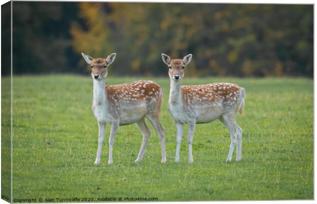 Two young fallow deer Canvas Print by Alan Tunnicliffe