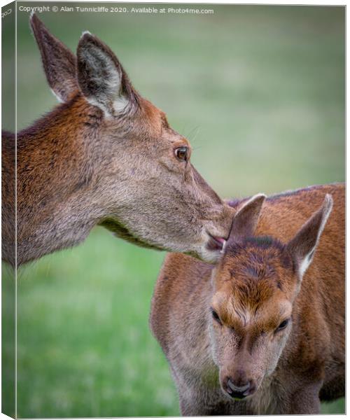 Motherly love Canvas Print by Alan Tunnicliffe