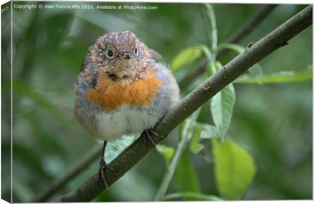 juvenile robin Canvas Print by Alan Tunnicliffe