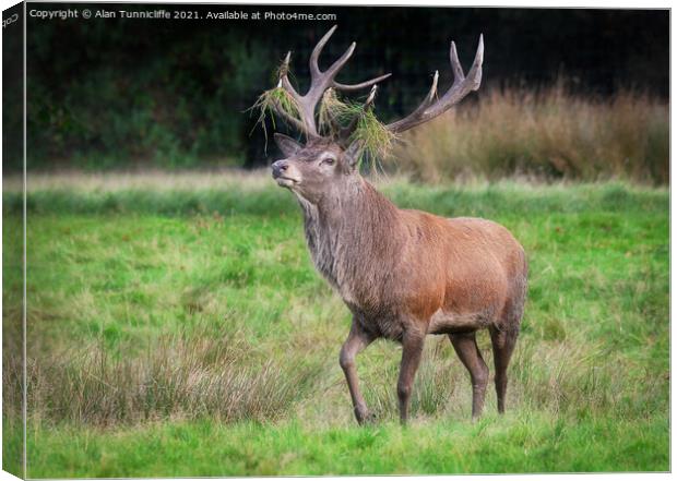 A red deer stag  Canvas Print by Alan Tunnicliffe