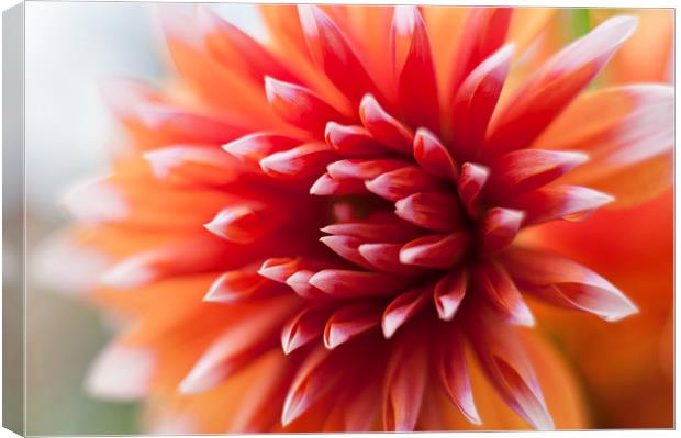 A burst of colour Canvas Print by David Howes