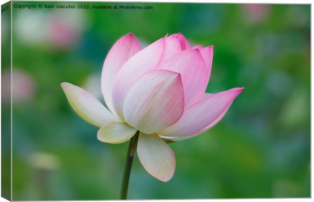 Lotus Bloom Canvas Print by Ram Vasudev