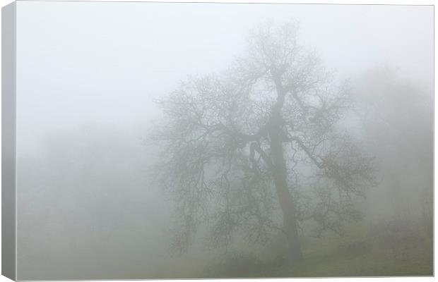 Ghostly oak in fog - central California Canvas Print by Ram Vasudev