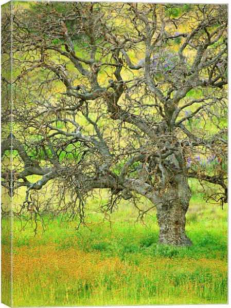 Wildflowers Under Oak Tree Canvas Print by Ram Vasudev