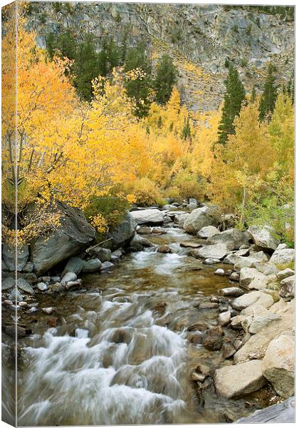 Autumn Colours and Rushing Stream - Eastern Sierra Canvas Print by Ram Vasudev