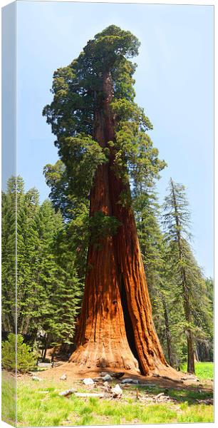 Giant Sequoia Tree - Sequoia National Park Califor Canvas Print by Ram Vasudev