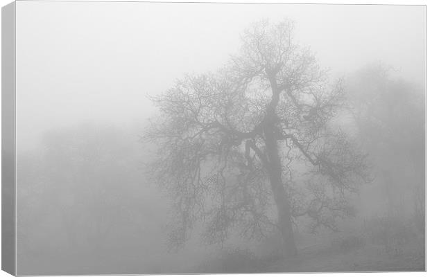 Ghostly Oak in Fog Central California B&W Canvas Print by Ram Vasudev
